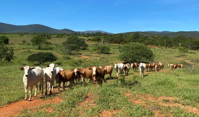 Brazilian Heifers