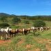 Brazilian Heifers