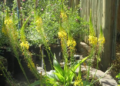 Bulbine Natalensis (Google photo)