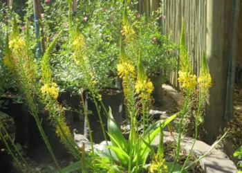 Bulbine Natalensis  (Google photo)