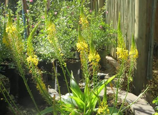 Bulbine Natalensis (Google photo)