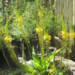 Bulbine Natalensis (Google photo)