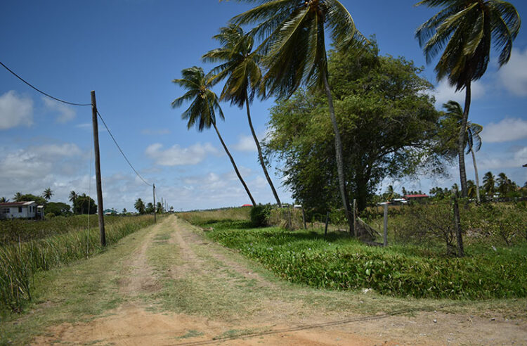 Litchfield, West Coast Berbice (GC photo)