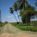 Litchfield, West Coast Berbice (GC photo)