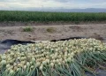 Onion production (DPI photo)