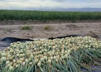Onion production (DPI photo)