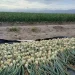 Onion production (DPI photo)