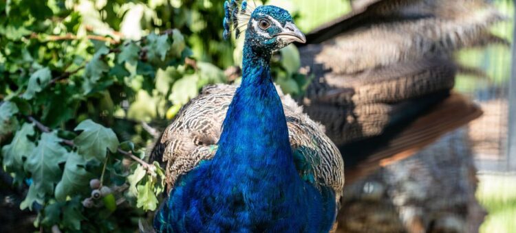 UN Photo/Elma Okic A muster of new peacocks arrives in Ariana Park, gifted by India at the Palais des Nations, Geneva, Switzerland.