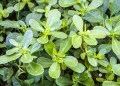 Common weed or nutritional powerhouse? Some research shows that purslane has more nutrients than some vegetables. (Credit: iStock/Getty Images)