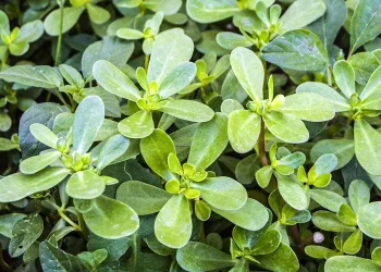 Common weed or nutritional powerhouse? Some research shows that purslane has more nutrients than some vegetables. (Credit: iStock/Getty Images)