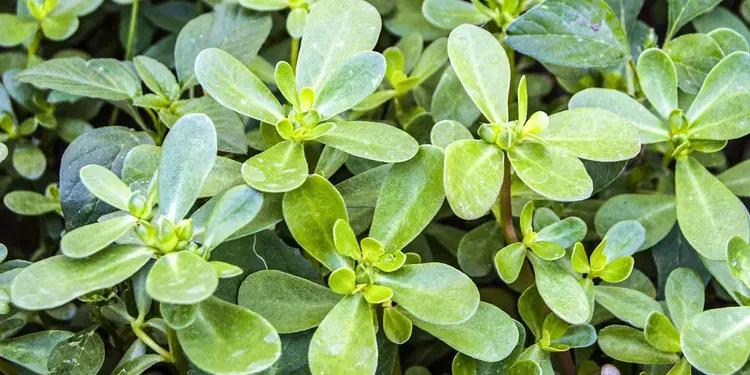 Common weed or nutritional powerhouse? Some research shows that purslane has more nutrients than some vegetables. (Credit: iStock/Getty Images)