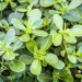 Common weed or nutritional powerhouse? Some research shows that purslane has more nutrients than some vegetables. (Credit: iStock/Getty Images)