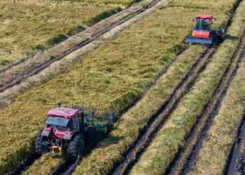 A drone photo taken on Sept. 8, 2026 shows harvesters working in a rice field of Youyi Farm Co., Ltd. under Beidahuang Group in Shuangyashan, northeast China's Heilongjiang Province. (Xinhua/Wang Song)