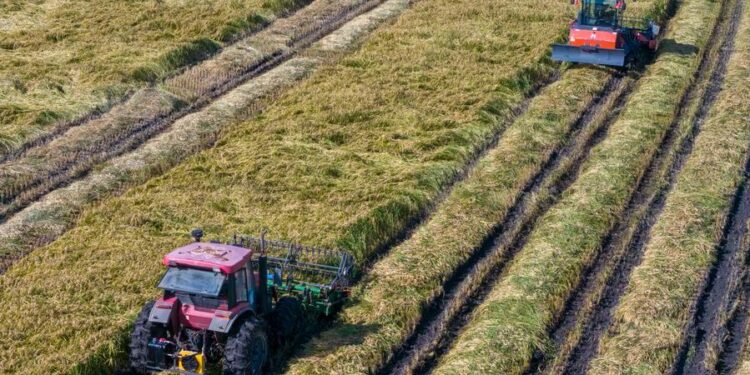 A drone photo taken on Sept. 8, 2026 shows harvesters working in a rice field of Youyi Farm Co., Ltd. under Beidahuang Group in Shuangyashan, northeast China's Heilongjiang Province. (Xinhua/Wang Song)