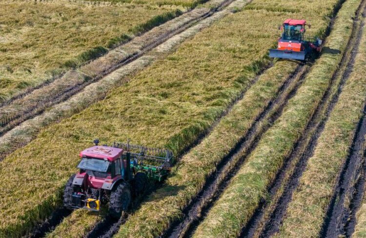 A drone photo taken on Sept. 8, 2026 shows harvesters working in a rice field of Youyi Farm Co., Ltd. under Beidahuang Group in Shuangyashan, northeast China's Heilongjiang Province. (Xinhua/Wang Song)