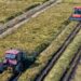 A drone photo taken on Sept. 8, 2026 shows harvesters working in a rice field of Youyi Farm Co., Ltd. under Beidahuang Group in Shuangyashan, northeast China's Heilongjiang Province. (Xinhua/Wang Song)