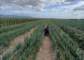 Onion farm in Lethem (Google photo)