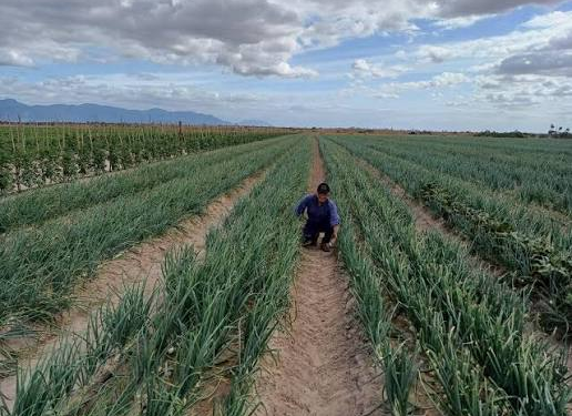 Onion farm in Lethem (Google photo)