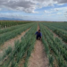 Onion farm in Lethem (Google photo)