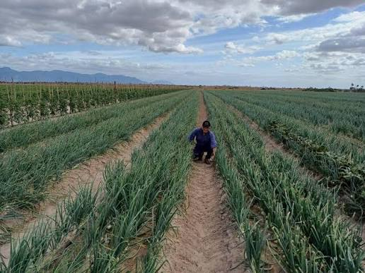 Guyana’s Food Production Surges 28% as GT Pushes to Feed Caribbean