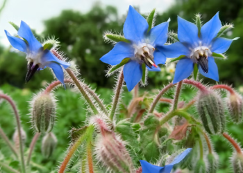 Borage (Google photo)