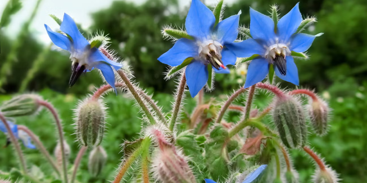 Borage (Google photo)