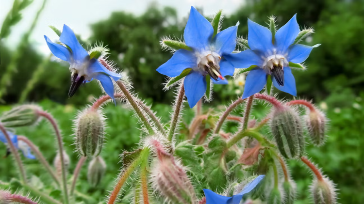 Borage (Google photo)