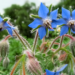 Borage (Google photo)