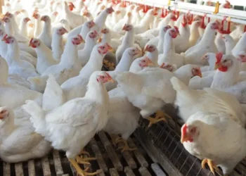 Demerara Bank already offers poultry loans at five per cent