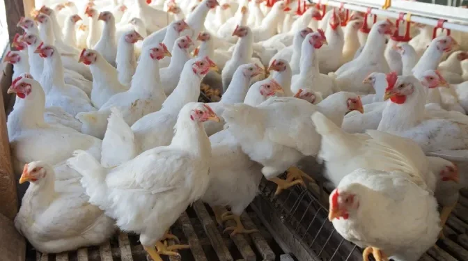 Demerara Bank already offers poultry loans at five per cent