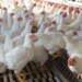 Demerara Bank already offers poultry loans at five per cent