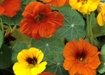 Nasturtium (Google photo)