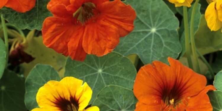 Nasturtium (Google photo)