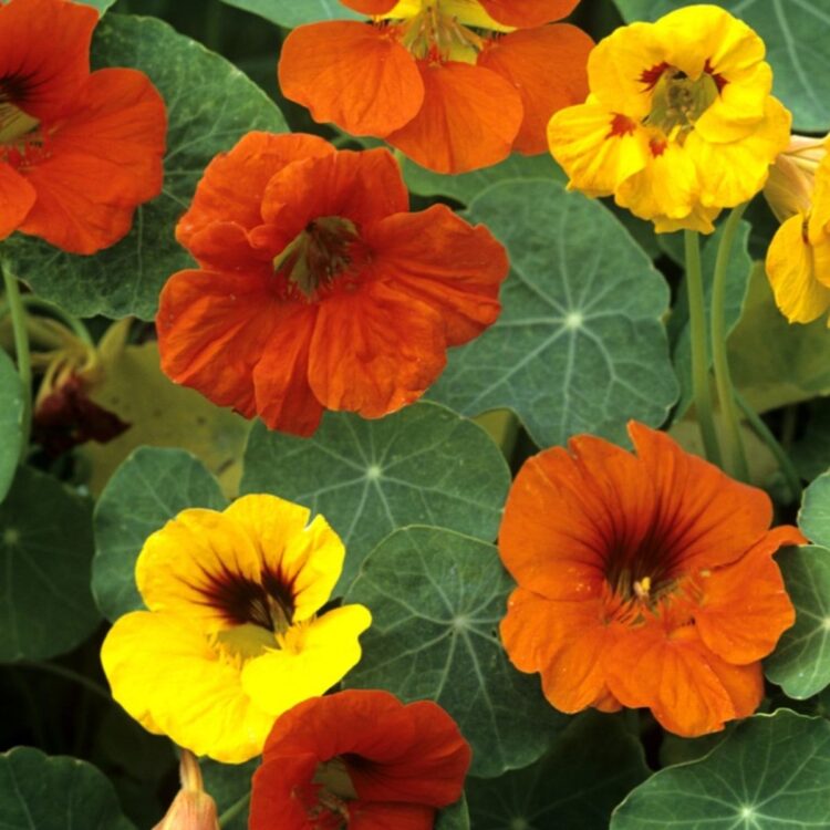 Nasturtium (Google photo)