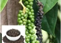 Black pepper plant (photo: https://ashanursery.com/