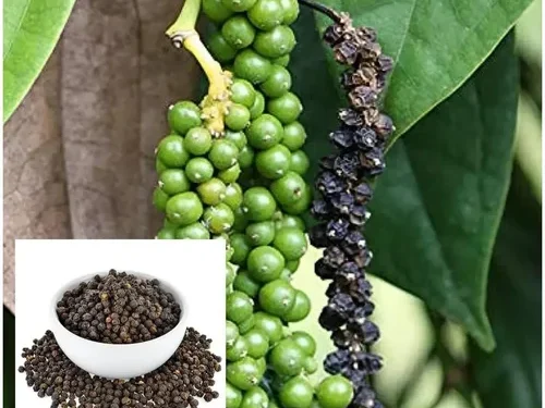 Black pepper plant (photo: https://ashanursery.com/