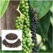 Black pepper plant (photo: https://ashanursery.com/