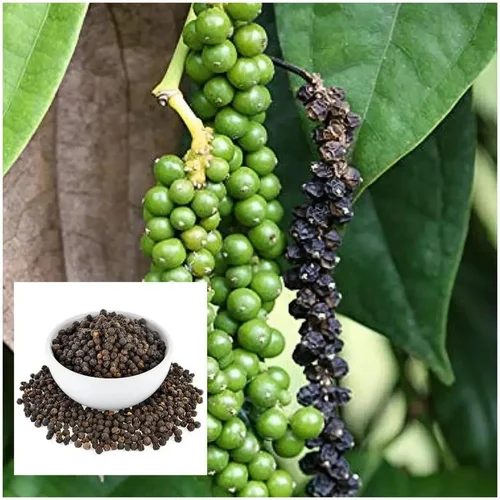Black pepper plant (photo: https://ashanursery.com/