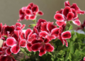 South African Geranium (Pelargonium Sidoides)