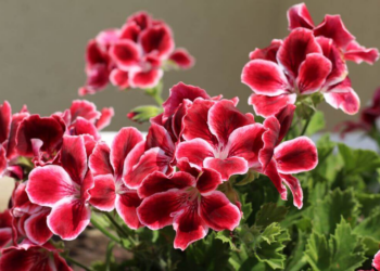 South African Geranium (Pelargonium Sidoides)