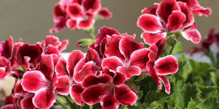 South African Geranium (Pelargonium Sidoides)