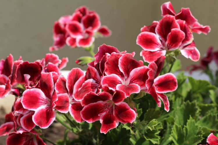 South African Geranium (Pelargonium Sidoides)
