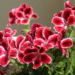South African Geranium (Pelargonium Sidoides)