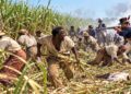 UNITED STATES | The Black Massacre America Buried: Thibodaux Louisiana and the Long Shadow of Sugar