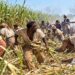 UNITED STATES | The Black Massacre America Buried: Thibodaux Louisiana and the Long Shadow of Sugar